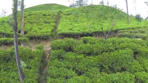 Tea plantage — Stock Video