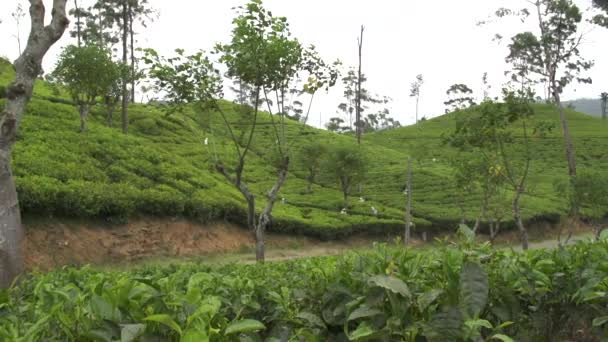 Plantación de té — Vídeo de stock