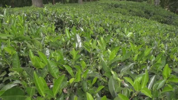 Plantação de chá verde — Vídeo de Stock