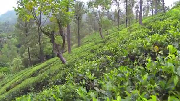 Tea plantage — Stock Video