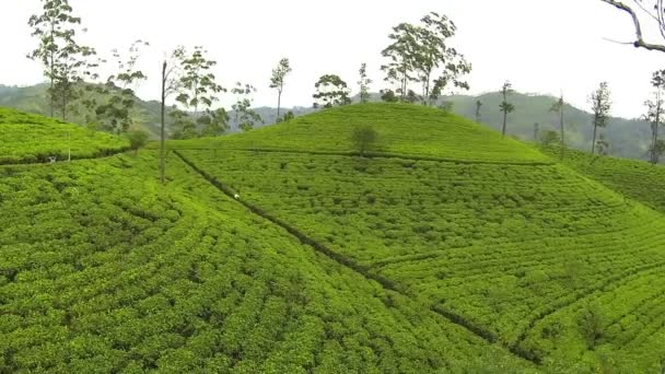 Чайная плантация — стоковое видео