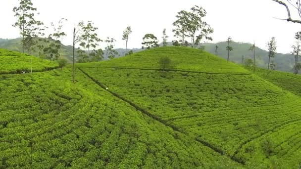 Tea plantage — Stock Video