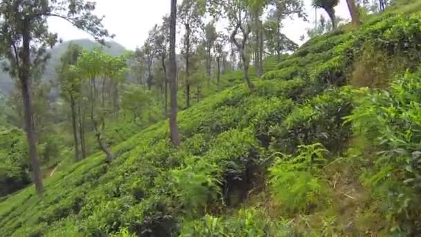 茶 plantage — 图库视频影像