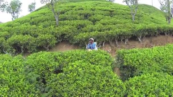 Жінка збирає чайне листя — стокове відео