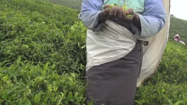 Harvester holding leaves — Stock Video