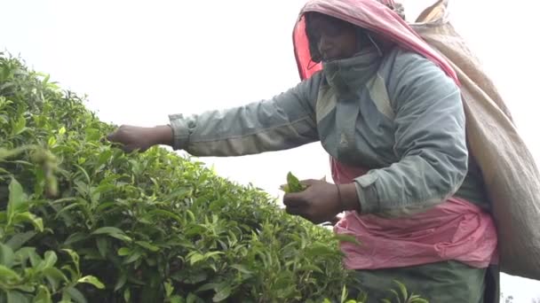 Женщина собирает зеленый чай — стоковое видео