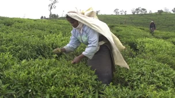 Сбор зеленого чая — стоковое видео