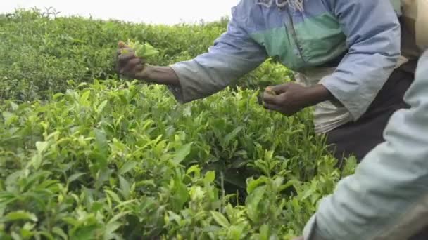 Harvesting green tea — Stock Video