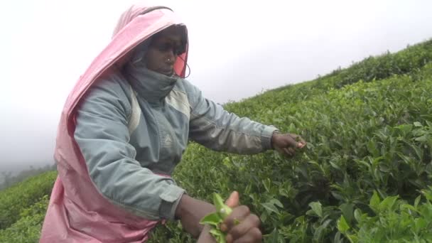 Збирання зелений чай — стокове відео
