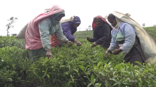 茶の木の収穫 — ストック動画