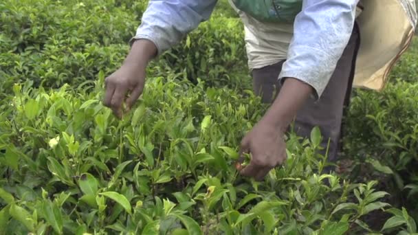 Harvesting tea bush — Stock Video