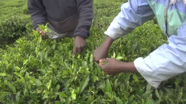 Harvesting tea bush — Stock Video