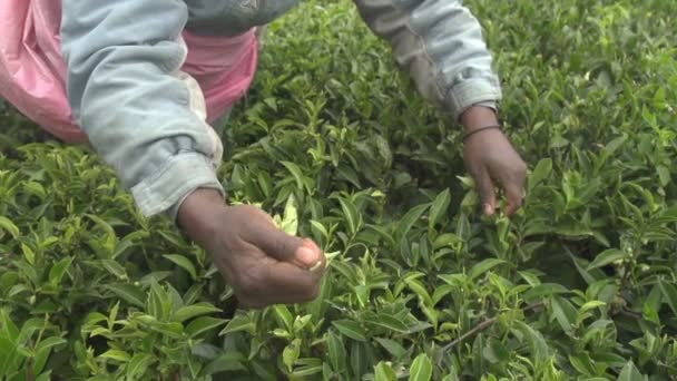 Maszyny zniwne krzewu herbacianego — Wideo stockowe