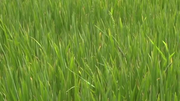 Champ de riz