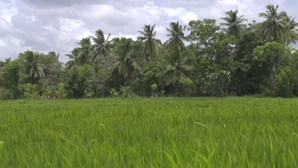 Campo de arroz — Vídeo de stock