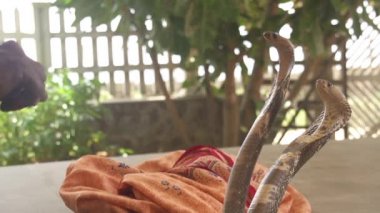 Hintli yılan oynatan kimse