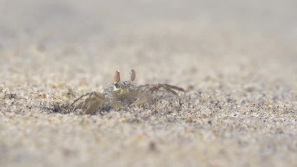 Краб на песке — стоковое видео