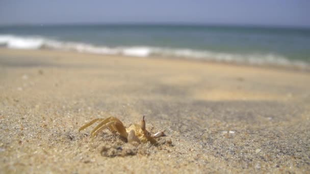 Cangrejo en la playa — Vídeo de stock