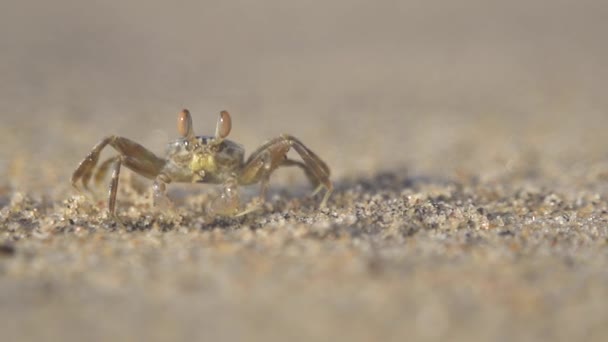 小螃蟹 — 图库视频影像