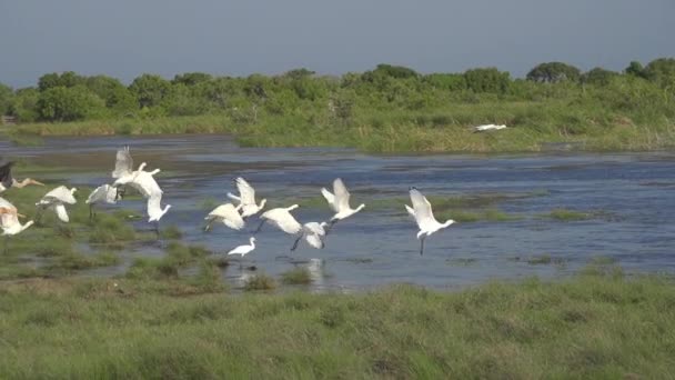 離れて飛んでコウノトリ — ストック動画