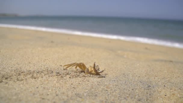 Μικρό καβούρι στην παραλία — Αρχείο Βίντεο