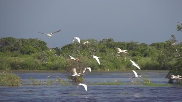 White storks — Stock Video