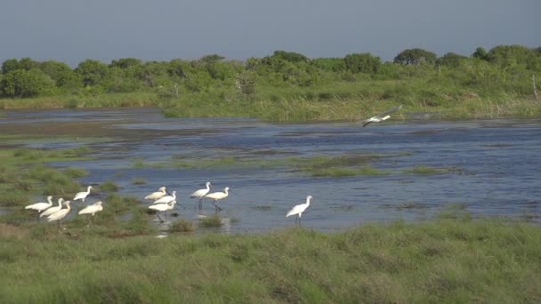 Cigüeñas volando — Vídeos de Stock