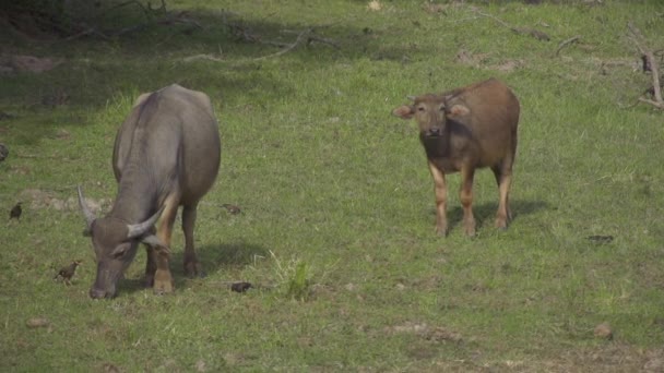 Vacas asiáticas — Vídeo de Stock