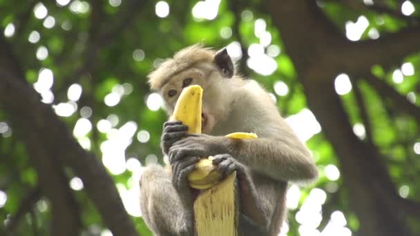 Mono comiendo plátano — Vídeos de Stock