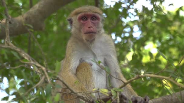 Macaco captura cocos — Vídeo de Stock