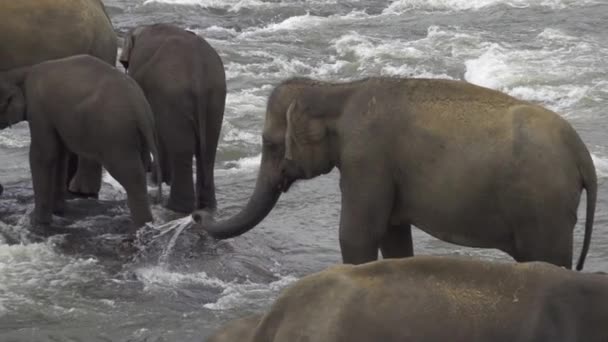 Elephant playing — Stock Video