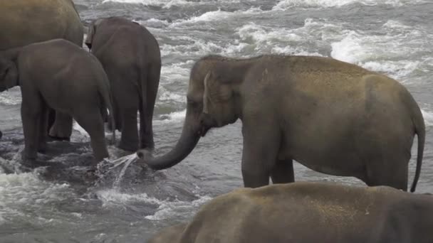 Elefant spelar — Stockvideo