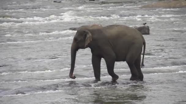 Elefante caminando — Vídeo de stock