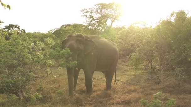 Слон їсть траву — стокове відео