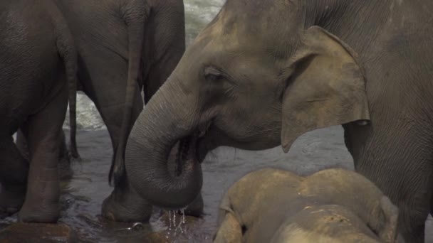 大象喝水 — 图库视频影像