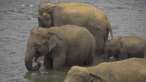 Elephants drinking — Wideo stockowe