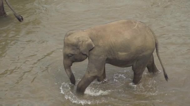 Elefante caminando — Vídeo de stock