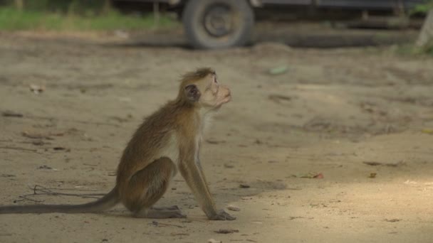 Monkey taking banana — Stock Video