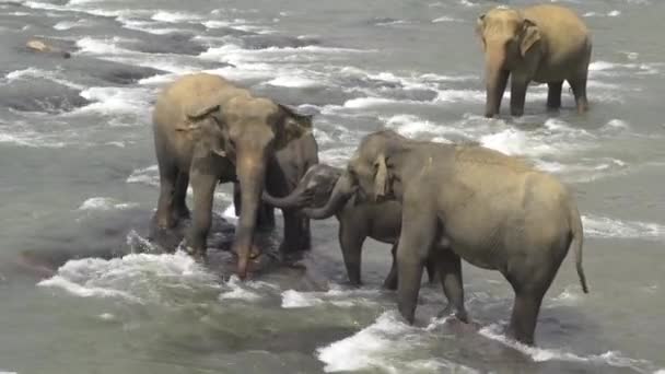 Familia de elefantes — Vídeo de stock