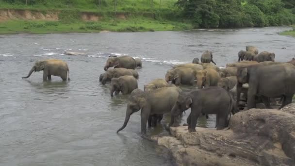 Família dos elefantes — Vídeo de Stock
