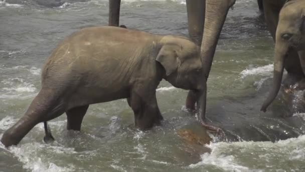 Семейство слонов — стоковое видео