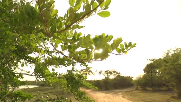Солнце светит сквозь листья — стоковое видео