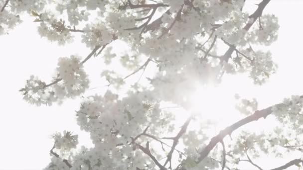 Blommar under våren — Stockvideo