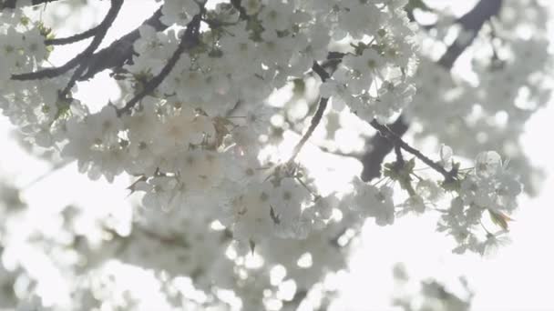 Flores brancas — Vídeo de Stock