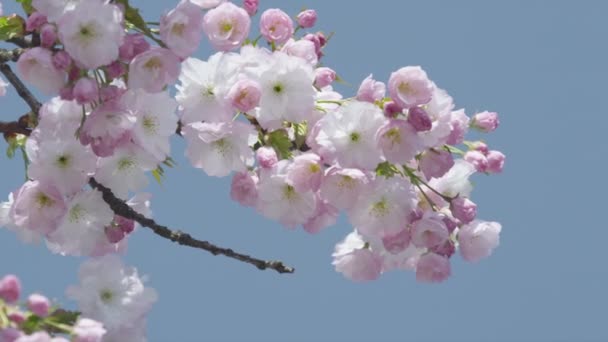 Cerezo floreciendo — Vídeo de stock