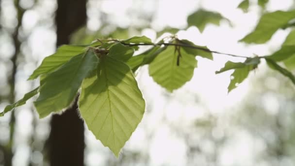 Sun through leaves — Stockvideo