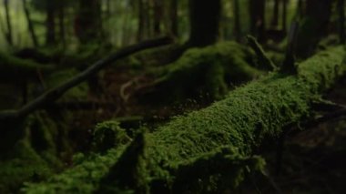 Yosun kaplı ağaç gövdesi karanlık, gizemli bir ormanın zemininde yatıyor..