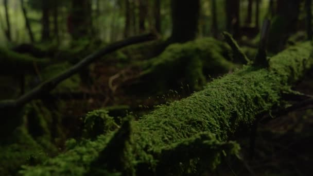 Ствол покрытого мхом дерева лежит на земле темного мистического леса. — стоковое видео