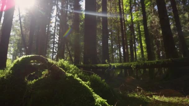 Promienie słoneczne zaglądające przez baldachim i świecące na pniu mszystego drzewa. — Wideo stockowe