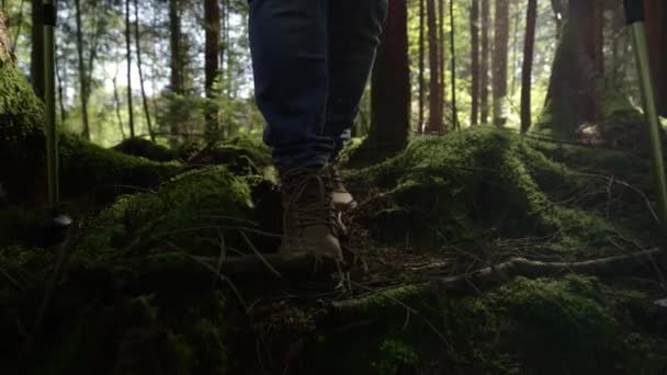 Nízký úhel: Nerozpoznatelný starší samec trekker zkoumá mechem pokryté lesy — Stock video